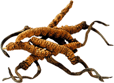 Image of CORDYCEPS